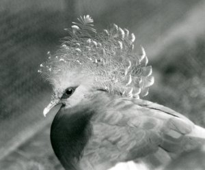 Eine Victoria-Krontaube im Londoner Zoo, September 1927 von Frederick William Bond