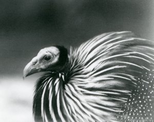 Ein Geierperlhuhn im Londoner Zoo, 1927 von Frederick William Bond