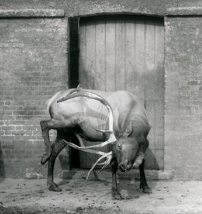 Ein Wapiti-Hirsch steht in seinem Gehege im Londoner Zoo im September 1927 von Frederick William Bond