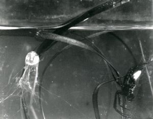Eine Wasserspinne und ihre Luftglocke unter Wasser, Londoner Zoo, Oktober 1925 von Frederick William Bond