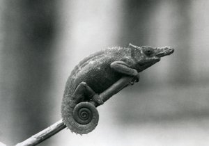 Ein West-Usambara-Zweihorn-Chamäleon, Londoner Zoo, 1927 von Frederick William Bond
