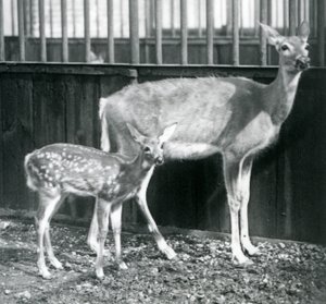 Ein Weißwedelhirsch mit ihrem Kitz im Londoner Zoo im August 1927 von Frederick William Bond