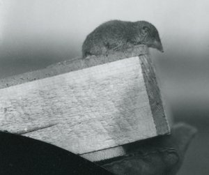 Ein Weißzahnspitzmaus im Londoner Zoo, April 1917 von Frederick William Bond