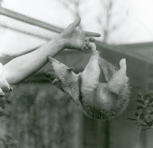 Ein junger Halsband-Tamandua hängt mit seinem Greifschwanz an den Fingern seines Pflegers, während er versucht, sich am Arm des Pflegers festzuhalten, Londoner Zoo, April 1925 von Frederick William Bond