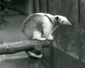 Ein junger Halsband-Tamandua sitzt am Ende eines Astes und hält sich mit seinem Greifschwanz fest, Londoner Zoo, 24. April 1925 von Frederick William Bond