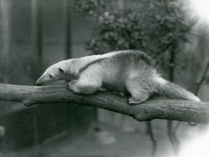 Ein junger Halsband-Tamandua läuft entlang eines Astes im Londoner Zoo, 24. April 1925 von Frederick William Bond