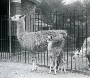 Ein Baby-Lama oder Cria mit seiner Mutter im Londoner Zoo, 1926 von Frederick William Bond