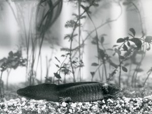 Ein schwarzer Axolotl/Mexikanischer Salamander, der auf Kies auf dem Boden eines Tanks im Londoner Zoo im Jahr 1928 ruht von Frederick William Bond