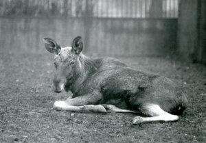 Ein Elchbulle, der die Narben seiner kürzlich abgeworfenen Geweihe zeigt, liegend im London Zoo, Januar 1926 von Frederick William Bond