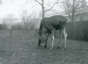 Ein Elch steht in seinem Gehege und beugt sich zum Gras hinunter, Londoner Zoo, Januar 1926 (s/w Foto)