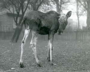 Ein Elchbulle, mit Wunden von kürzlich abgeworfenen Geweihen, stehend im London Zoo, Januar 1926