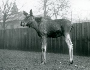 Ein Elchbulle, mit Wunden von kürzlich abgeworfenen Geweihen, stehend im London Zoo, Januar 1926