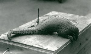 Ein vom Aussterben bedrohter chinesischer Pangolin, der über den Rand der Holzkiste schaut, auf der er sitzt, Londoner Zoo, Juli 1925 von Frederick William Bond