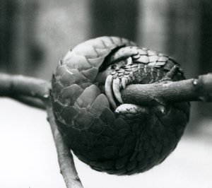Ein vom Aussterben bedrohter Chinesischer Schuppentier, der sich um einen horizontalen Ast windet, Londoner Zoo, vor 1930