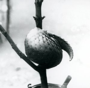 Ein kritisch gefährdeter Chinesischer Schuppentier, der sich um einen vertikalen Ast windet, Londoner Zoo, Juli 1925 von Frederick William Bond