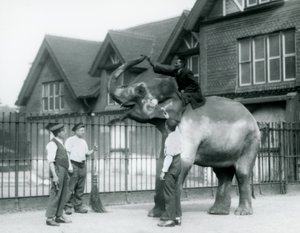 Ein geschmückter Indischer Elefant, mit drei Pflegern und Trainer, außerhalb des Elefantenhauses im Londoner Zoo im Jahr 1927 von Frederick William Bond