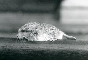 Ein Fettschwanz- / Duprasi-Rennmaus, London Zoo, Juli 1925 (s/w Foto) von Frederick William Bond
