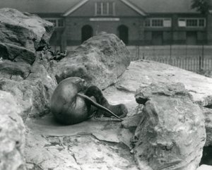 Eine weibliche Kalifornische Seelöwin, die auf einer felsigen Terrasse liegt und ihr Junges füttert, Londoner Zoo, Juli 1925 von Frederick William Bond