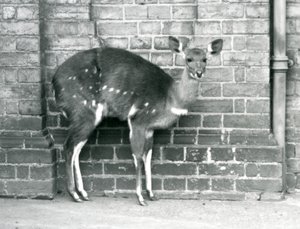 Eine weibliche Kap-Buschbock-Imbabala steht an einer Wand im Londoner Zoo im Oktober 1927
