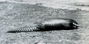 Ein weiblicher chinesischer Pangolin im Londoner Zoo im August 1925