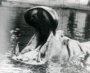 Ein weibliches Nilpferd, 