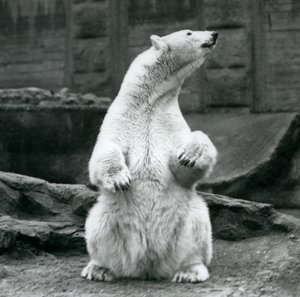 Ein weiblicher Eisbär sitzt auf ihren Hinterbeinen auf den Mappin Terrassen im London Zoo, September 1928