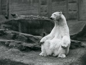 Ein weiblicher Eisbär sitzt auf ihren Hinterbeinen auf den Mappin Terrassen im London Zoo, September 1928
