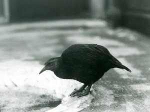 Ein flugunfähiges Weka-Huhn im Londoner Zoo, 1927 von Frederick William Bond
