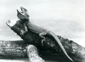 Ein gähnender Bartagame, der sich an einem Baumstamm festhält, Londoner Zoo, August 1928 von Frederick William Bond