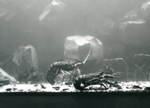 Eine Gruppe von Flusskrebsen im Londoner Zoo, März 1925