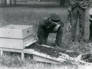 Eine Gruppe von Wärtern, darunter Brown, bewegt einen Schwarm Honigbienen, Londoner Zoo, Juli 1926