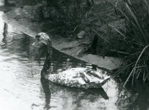 Ein Hybridschwan, Stumm x Schwarz, schwimmt in einem Teich im Londoner Zoo, 1927 von Frederick William Bond