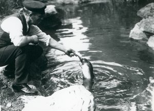 Ein Wärter füttert einen jungen Kapuzenrobben im Londoner Zoo, Juni 1914