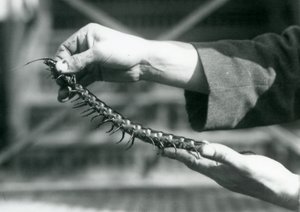 Ein Wärter hält einen Riesentausendfüßler in seinen Händen, Londoner Zoo, 1927