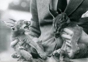 Ein Wärter hält ein Paar Karakal-Kätzchen auf seinem Schoß, Londoner Zoo, 1924 von Frederick William Bond