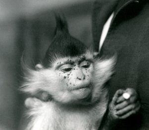 Ein Wärter hält Freckles, einen Schwarzgekrönten oder Kongo-Mangaben, Londoner Zoo, 1924 von Frederick William Bond
