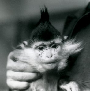 Ein Wärter hält Freckles, einen Schwarzgekrönten oder Kongo-Mangaben, Londoner Zoo, 1924