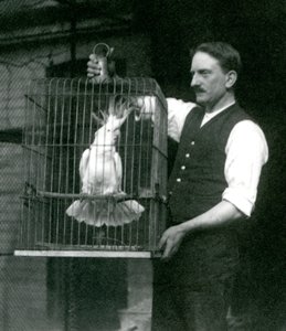 Ein Wärter hält einen Gelbhaubenkakadu, Jade, in seinem Käfig im Londoner Zoo im Oktober 1924 von Frederick William Bond
