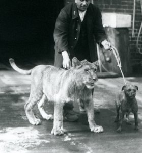Ein Wärter führt einen Hund und einen jungen Löwen spazieren, Londoner Zoo, August 1925 von Frederick William Bond