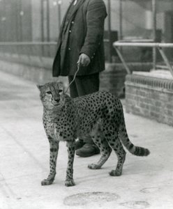 Ein Wärter mit einem Geparden an der Leine, Londoner Zoo