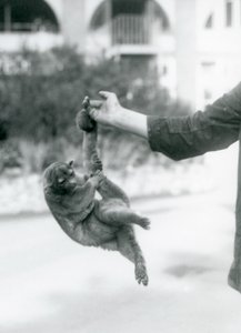 Ein Kinkajou, der an seinem Greifschwanz vom Finger eines Pflegers hängt, Londoner Zoo, September 1925 von Frederick William Bond