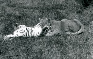 Ein Löwen- und ein Tigerjunges ringen auf dem Gras, London Zoo, September 1925