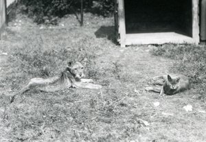 Ein Löwenjunges, das auf einem Rasen liegt, nahe einer offenen Holzkiste, mit einer Hauskatze, Londoner Zoo, Juli 1925