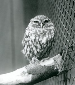 Eine kleine Eule, die auf einem Ast neben dem Drahtnetz ihres Geheges sitzt, Londoner Zoo, November 1925 von Frederick William Bond