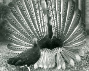 Ein männlicher Argusfasan, Balzdisplay, mit einem Weibchen neben ihm, London Zoo, Januar 1926