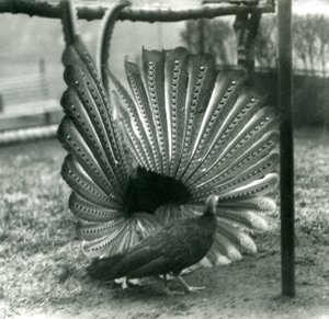Ein männlicher Argusfasan, Balzdisplay, mit einem Weibchen neben ihm, London Zoo, Januar 1926 von Frederick William Bond