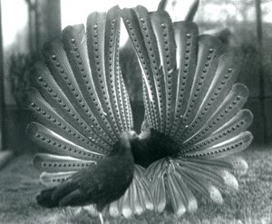Ein männlicher Argusfasan, Balzdisplay, mit einem Weibchen neben ihm, London Zoo, Januar 1926 von Frederick William Bond