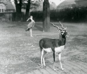 Ein männlicher Schwarzbock oder Indische Antilope im Londoner Zoo, Oktober 1926