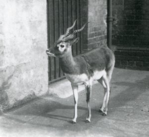 Ein männlicher Schwarzbock steht in seinem Gehege im Londoner Zoo im Juni 1925 von Frederick William Bond