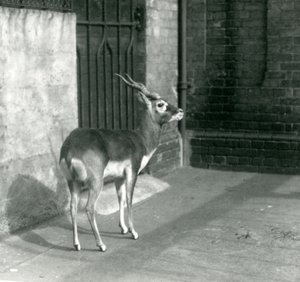 Ein männlicher Schwarzbock steht in seinem Gehege im Londoner Zoo im Juni 1925 von Frederick William Bond
